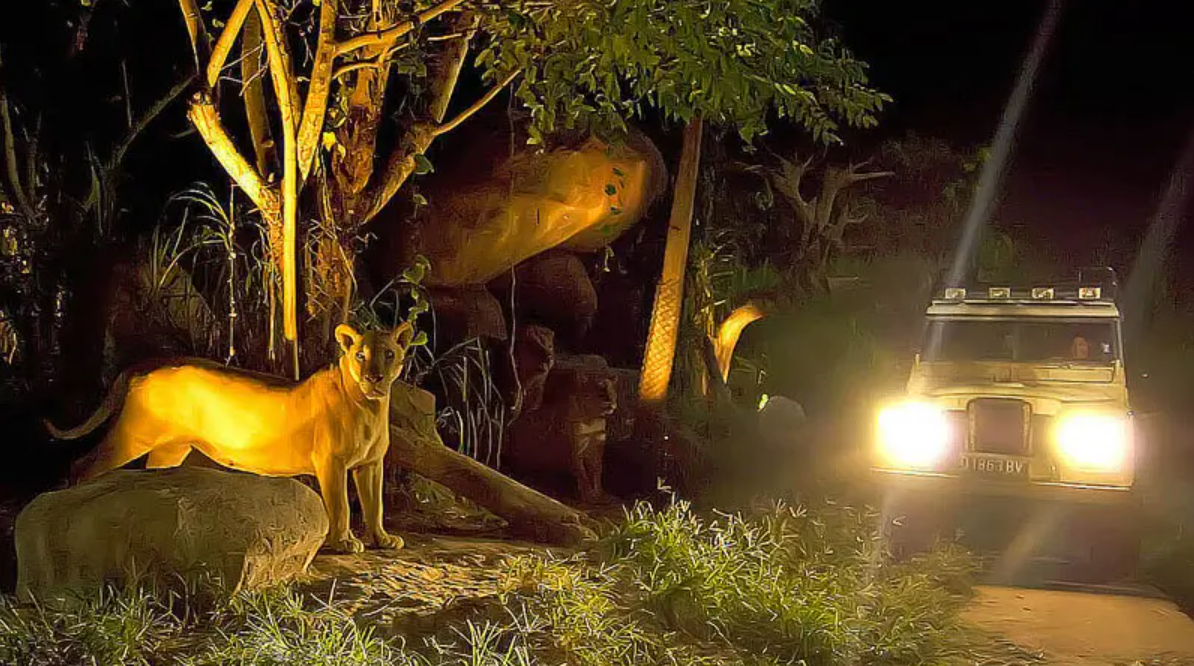 Wisata Malam Hutan: Menyaksikan Satwa Liar Alam Bebas
